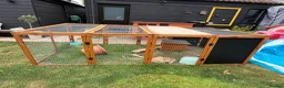 Harlequin rabbits for sale: 6 month old female rabbit - Advert 6