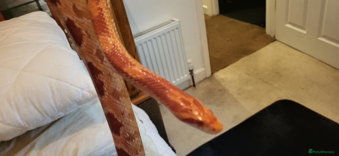 Corn Snake reptiles for sale: Adult Cornsnake & Full Setup - Advert 2