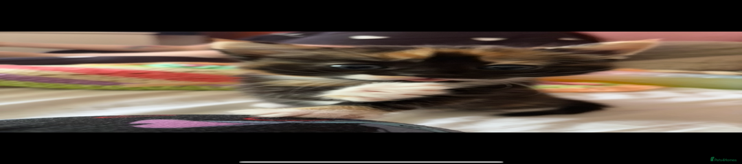 British Shorthair Kitten 5