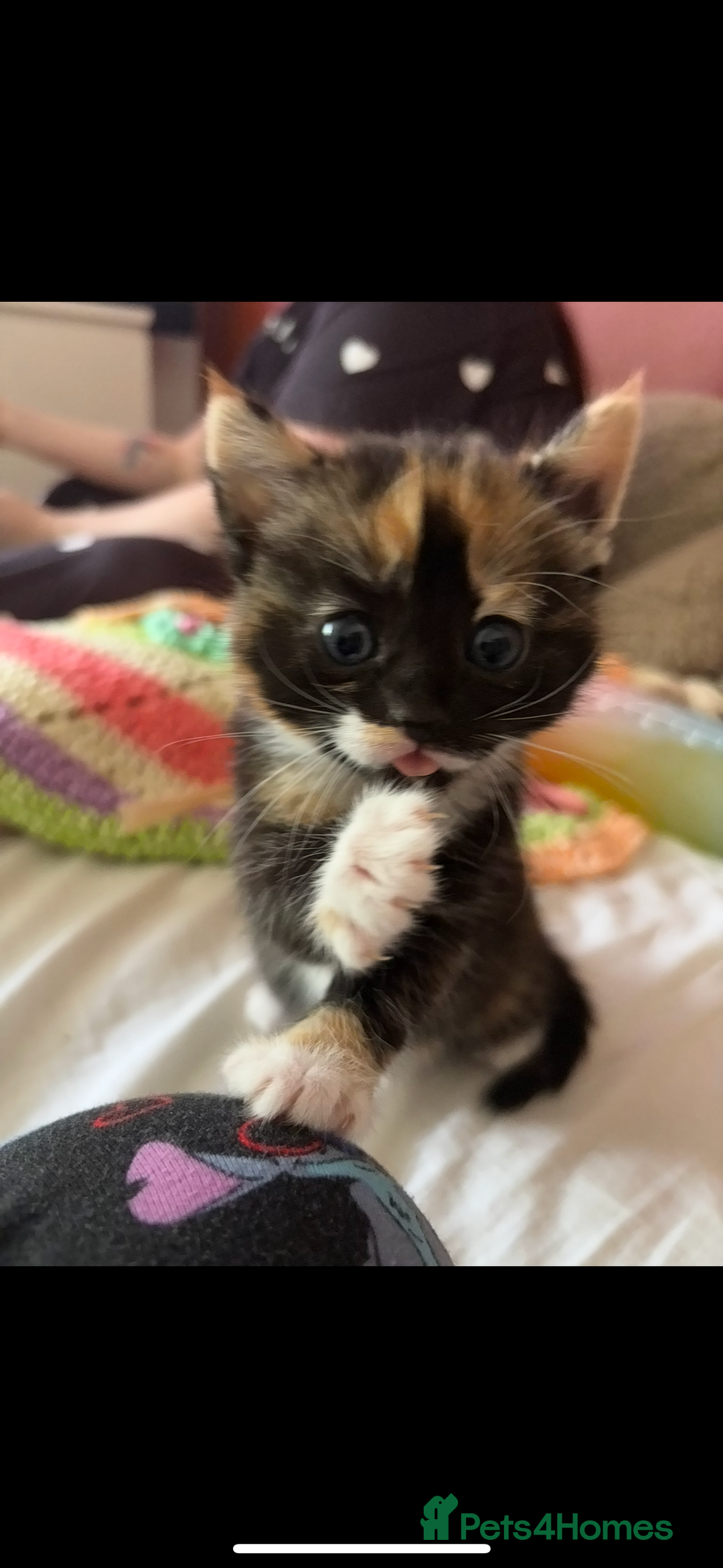 British Shorthair cats for sale: 2 Kittens left for sale! - Image 15