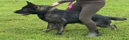 German Shepherd dogs for sale: ELITE QUALITY GSD PUPS AVAILABLE TO RESERVE NOW - Advert 9