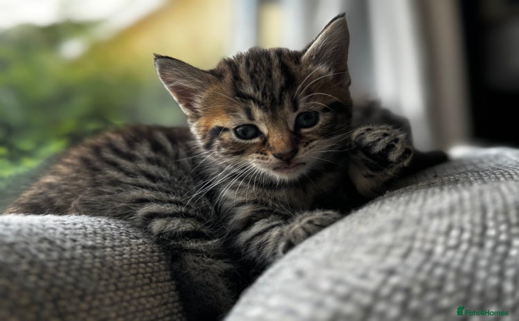 Mixed Breed cats - Advert 5