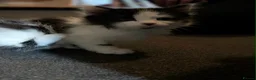 Mixed Breed cats for sale: Fluffy Kittens ✨  in Nottingham - Advert 5