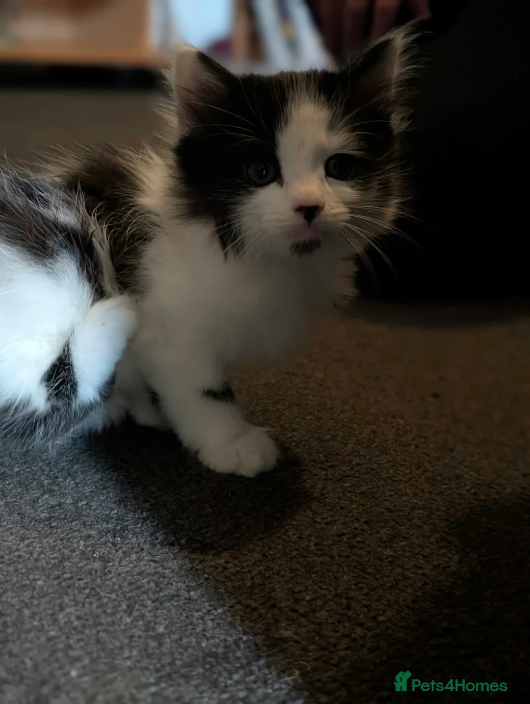 Mixed Breed cats for sale: Fluffy Kittens ✨  in Nottingham - Advert 5
