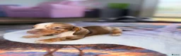 Miniature Dachshund dogs for sale: Beautiful miniature dachshund pups.  - Advert 10