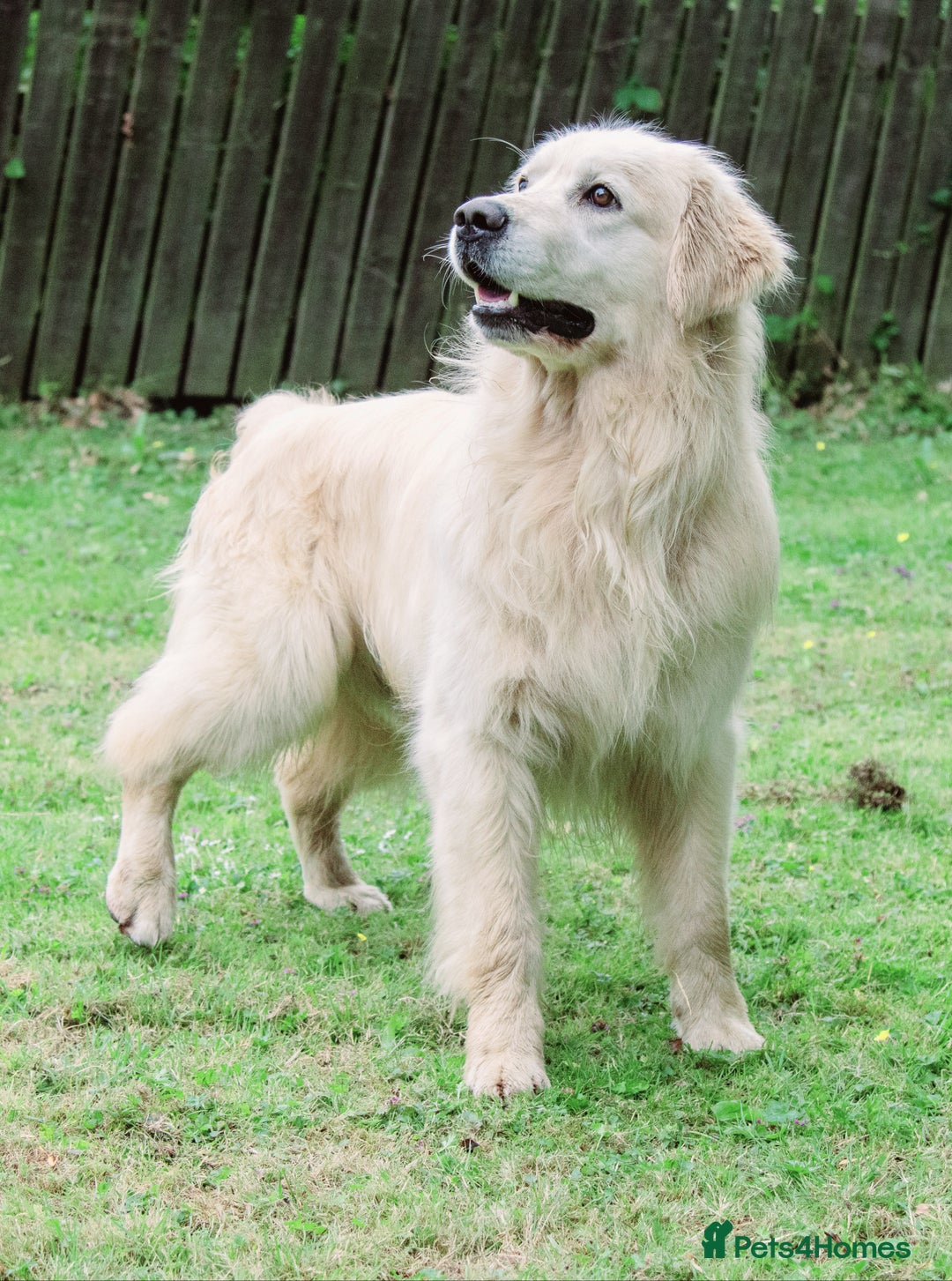 Golden Retriever dogs for sale: INTERNATIONAL PEDIGREE MOST HEALTH TESTED LITTER. - Image 9