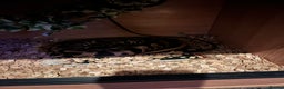 Python Snake reptiles for sale: Leopard ball python male  - Advert 5