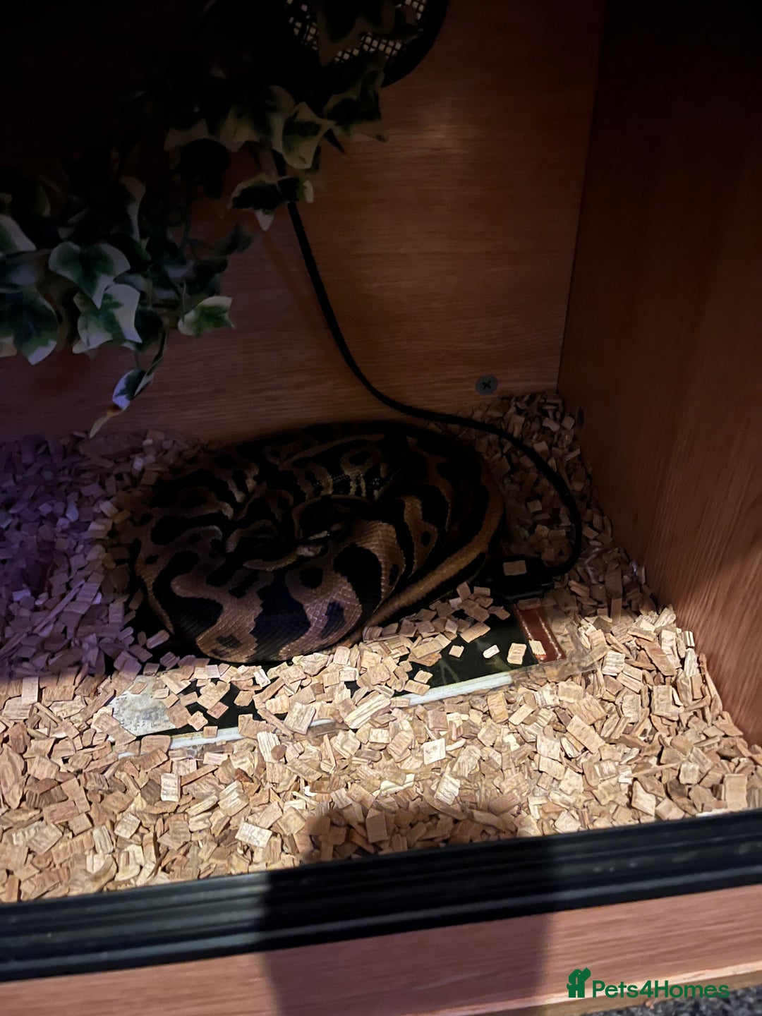 Python Snake reptiles for sale: Leopard ball python male  - Advert 5