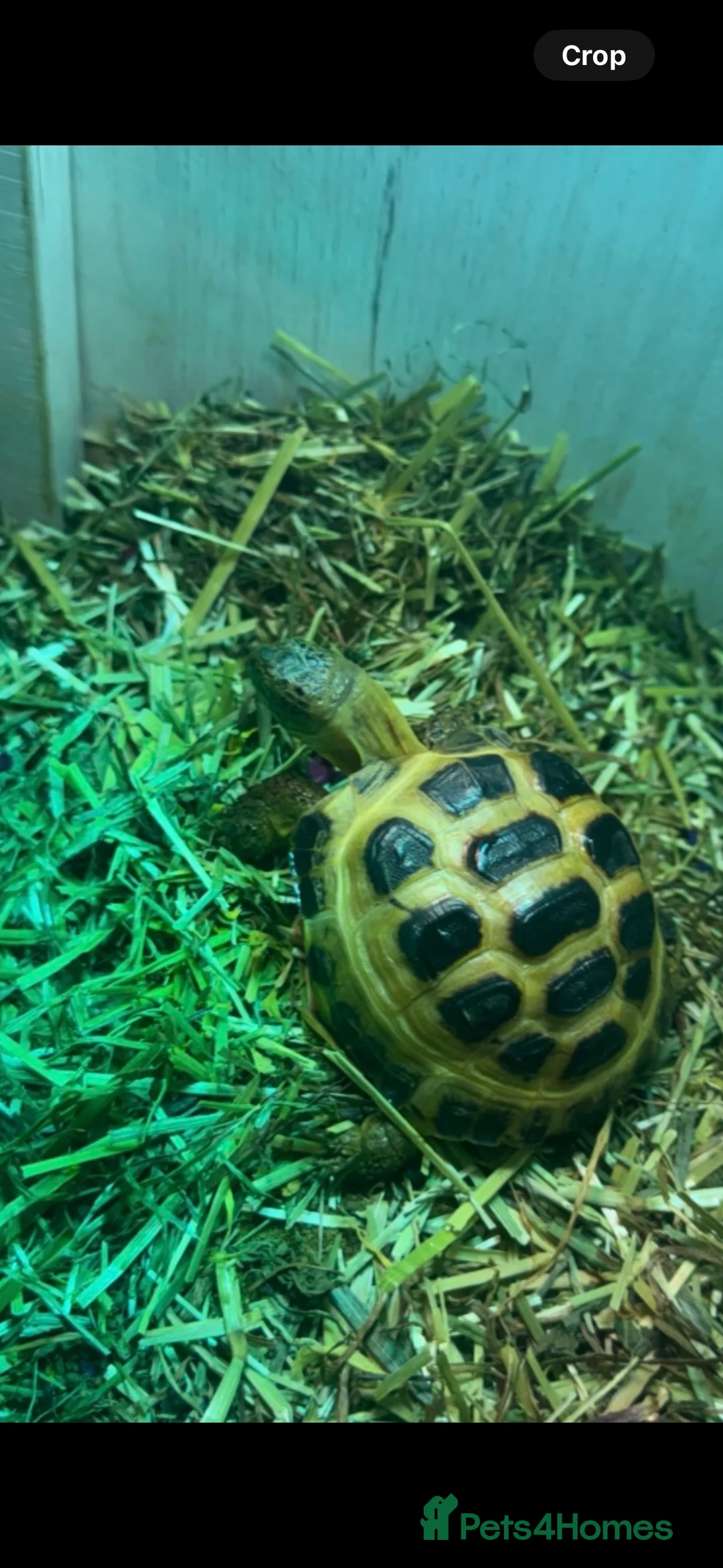 Tortoise reptiles for sale: baby tortoise with full set up - Advert 5