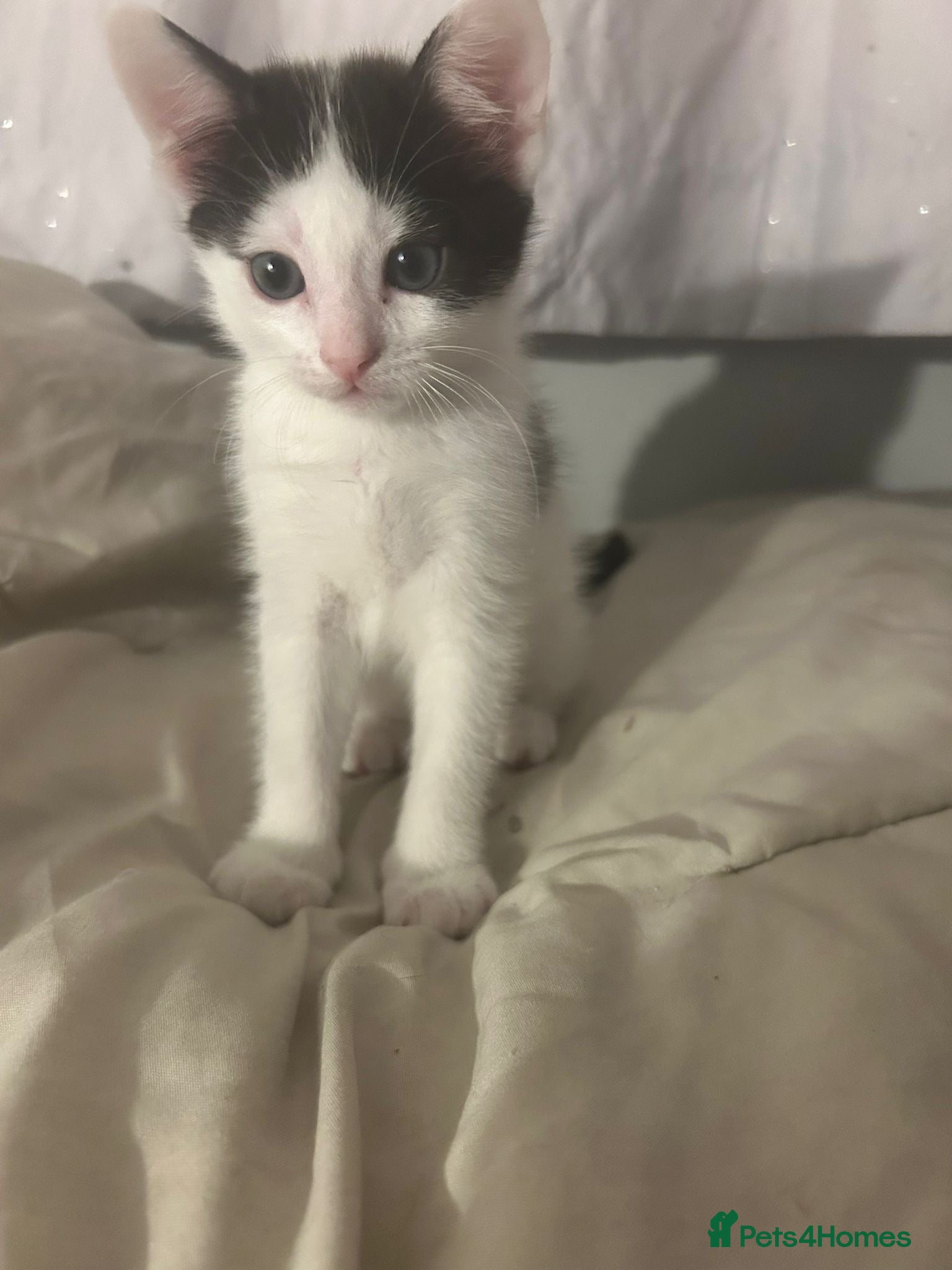 Domestic Shorthair cats Beautiful kittens 5* homes  - Advert 2