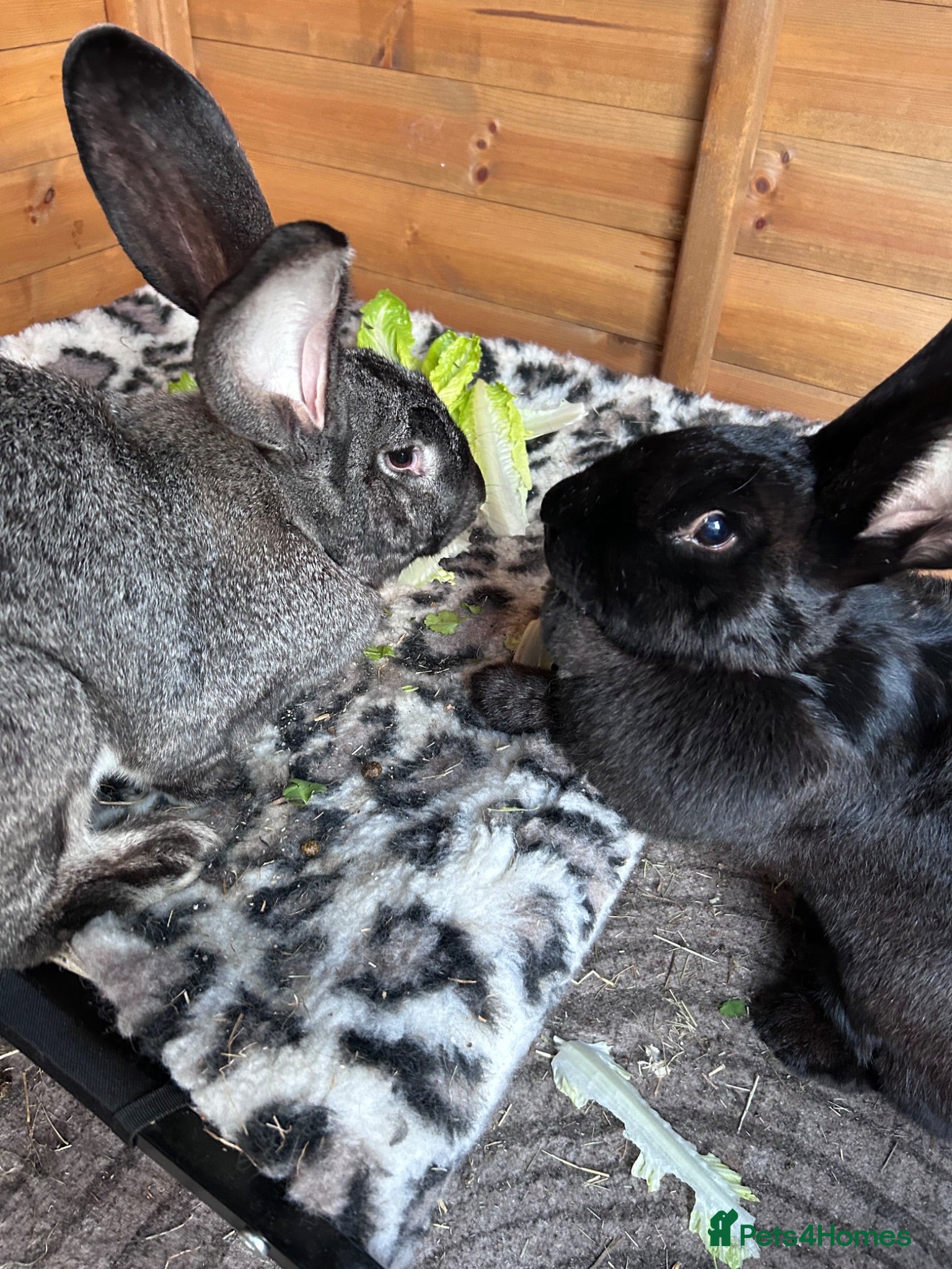 Flemish rabbits Giant Flemish sisters  - Advert 2