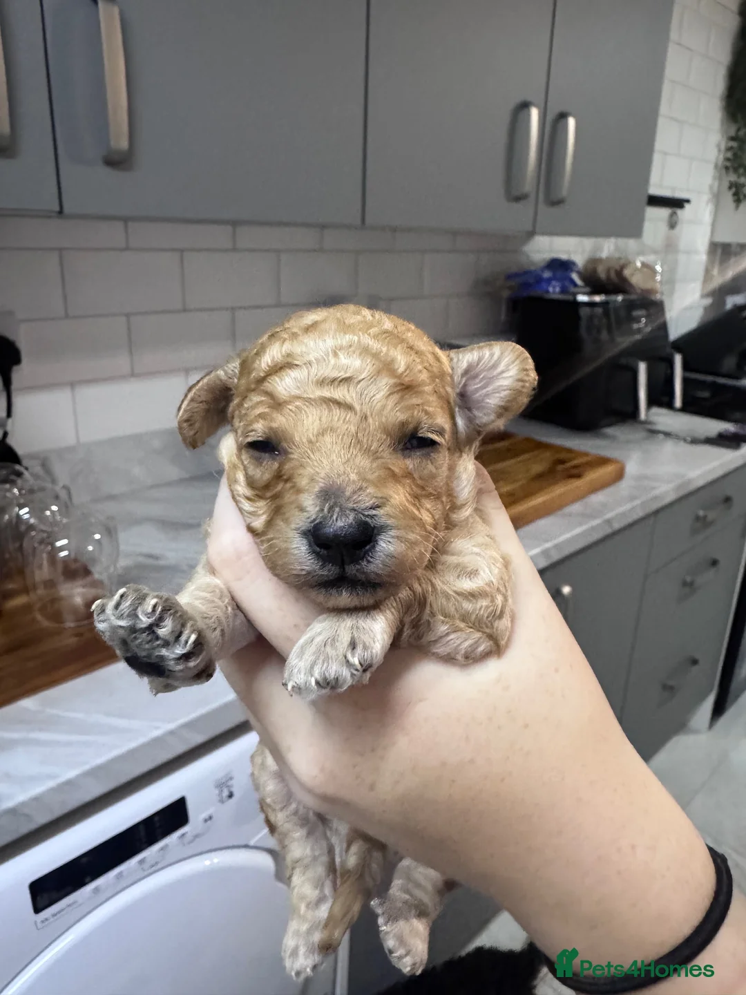 Yorkiepoo dogs for sale: 7 beautiful yorkiepoo babys  - Advert 1
