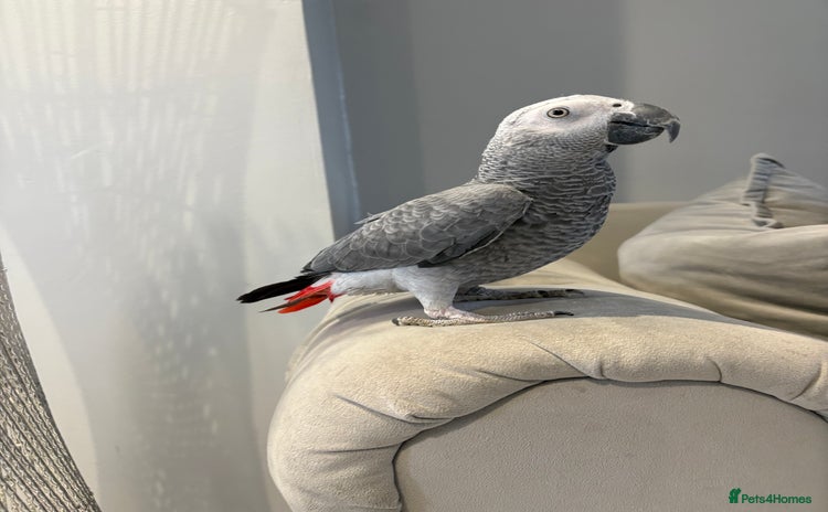 Parrots birds - Advert 2