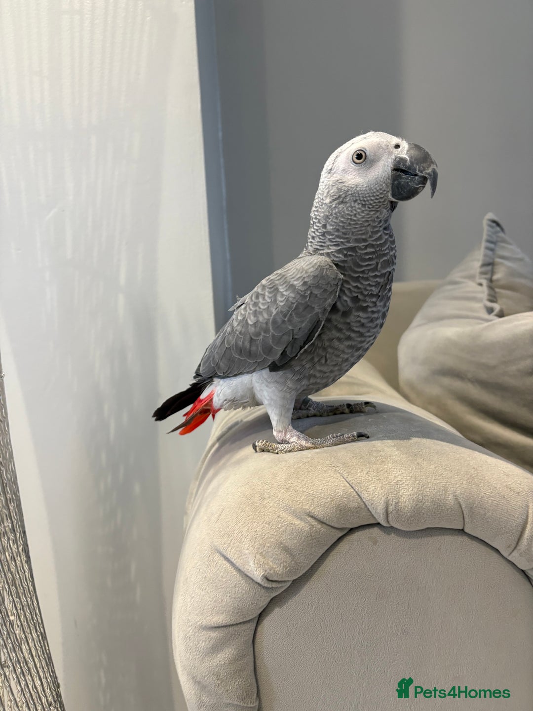 Parrots birds for sale: African grey parrot - Image 1