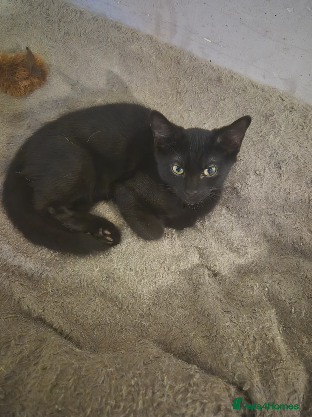 Mixed Breed cats for sale: Free beautiful boy kitten - Advert 4