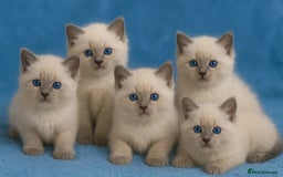 Ragdoll cats for sale: Great and happy rag doll kittens - Image 1
