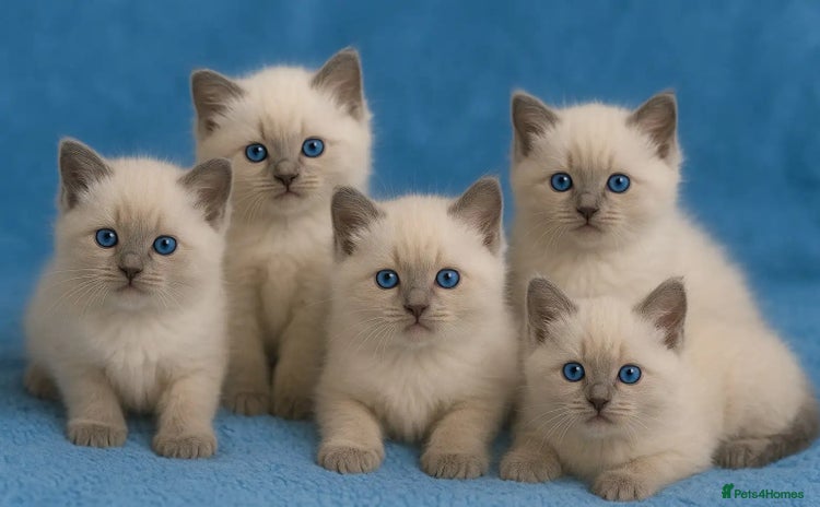 Ragdoll cats - Advert 2