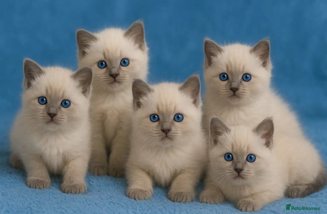Ragdoll cats for sale: Great and happy rag doll kittens - Image 1