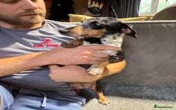 Miniature Dachshund dogs for sale: Outstanding litter of miniature Dachshund Puppies - Image 3