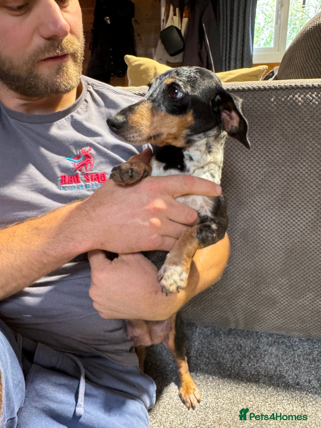 Miniature Dachshund dogs for sale: Outstanding litter of miniature Dachshund Puppies - Image 3