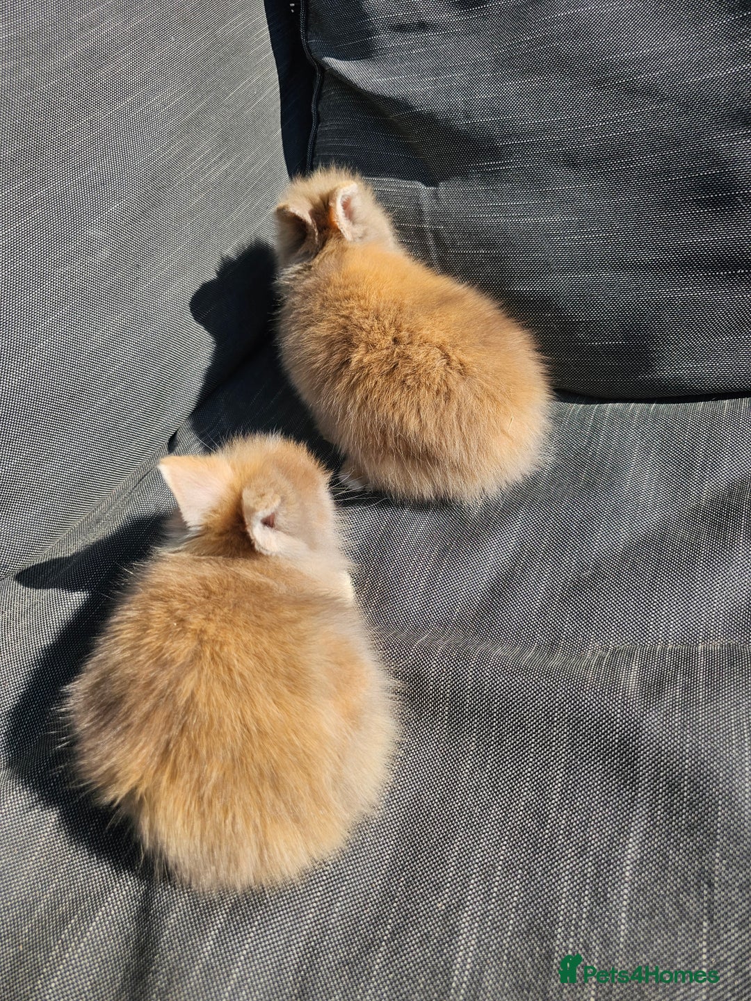 Lionhead rabbits for sale: Double Maned Lionhead babies - Image 2