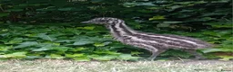 Emus poultry for sale: Emu Chick for Sale - Advert 1
