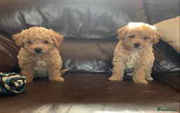 Poochon dogs for sale: Gorgeous Poochon puppies  - Image 10