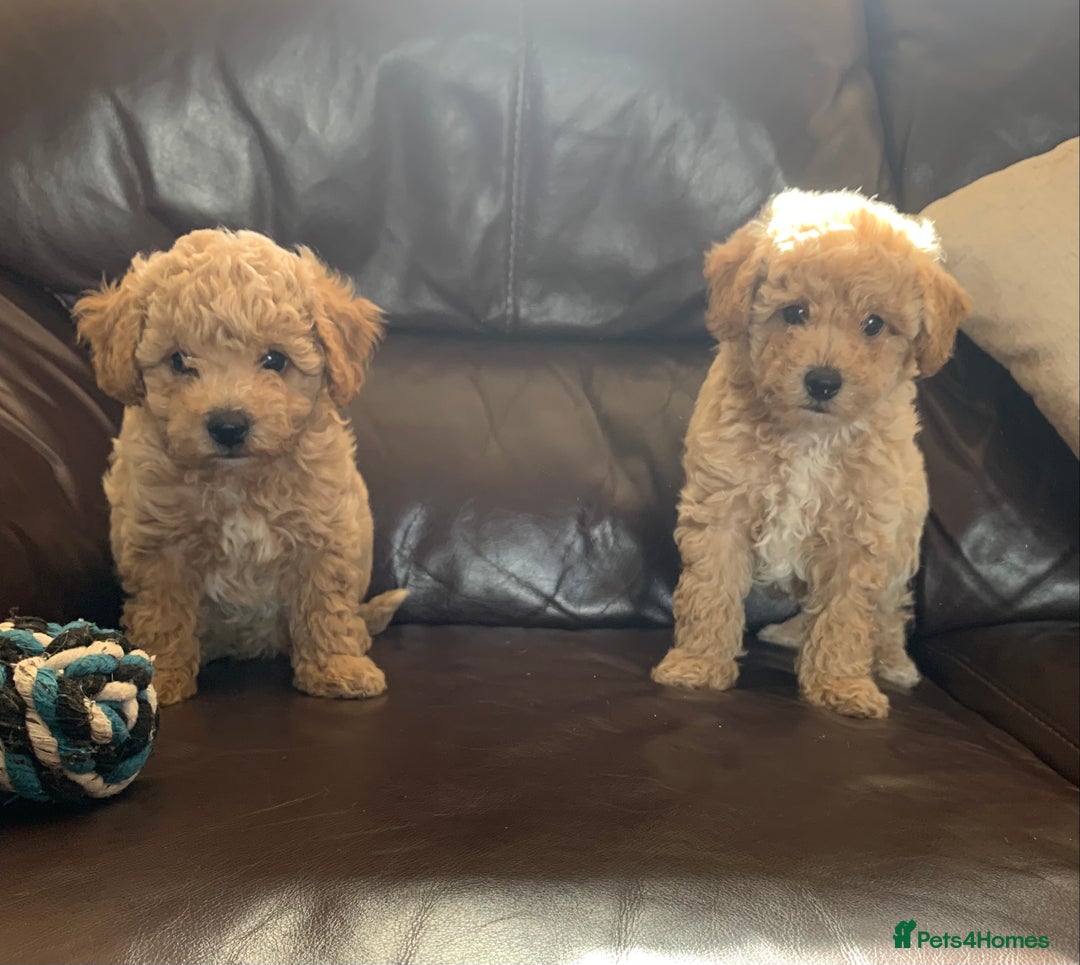 Poochon dogs for sale: Gorgeous Poochon puppies  - Image 10