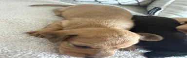 Dachshund 1
