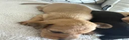 Dachshund dogs for sale: Cream dachshund puppies long hair  - Advert 6