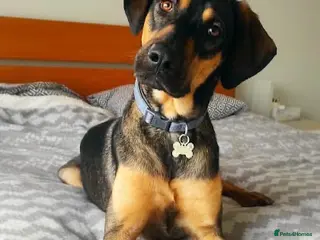 Mixed Breed dogs Adonis the Greek handsome god - Advert 17