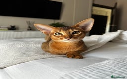 Abyssinian cats for sale: Perfect Boy Ready to Go 😻💙 - Image 10