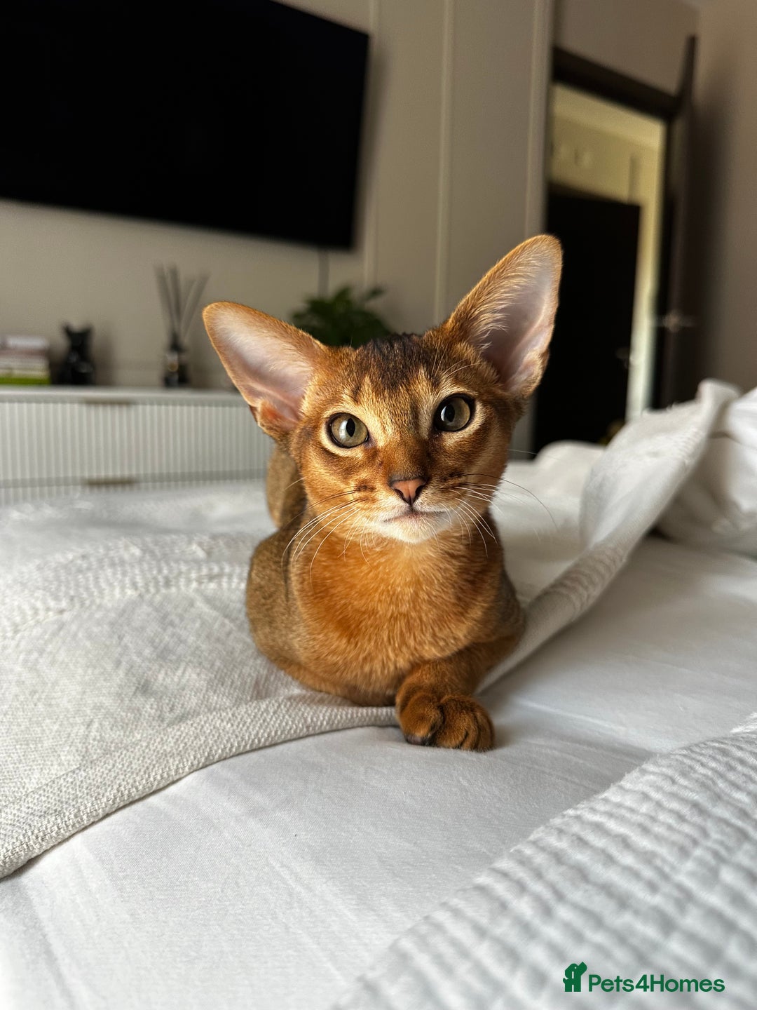 Abyssinian cats for sale: Perfect Boy Ready to Go 😻💙 - Image 10