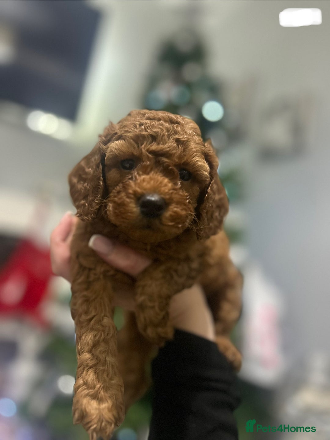Cavapoo dogs for sale: TOY RED CAVAPOO PUPPIES  - Advert 13