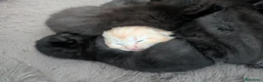 Ginger Boy
