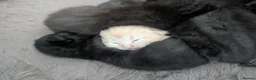 Mixed Breed cats for sale: Half-Ragdolls Kitties in Sheffield - Advert 3