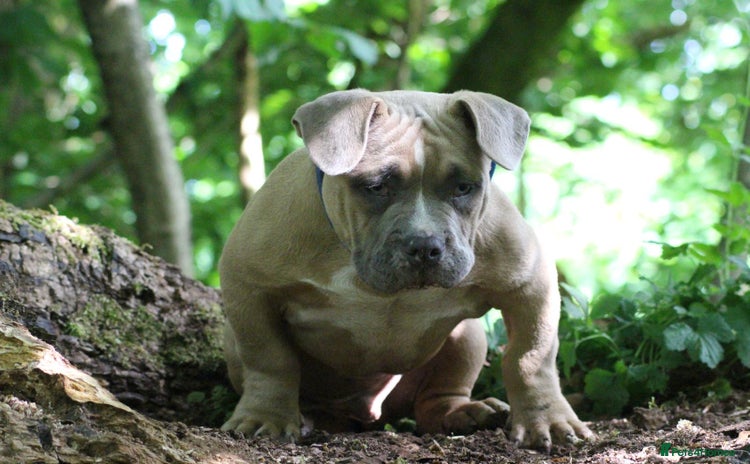 American Bully dogs - Advert 1