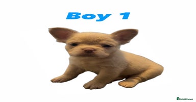 French Bulldog dogs REDUCED! Fluffy French Bulldog Puppies  - Advert 10