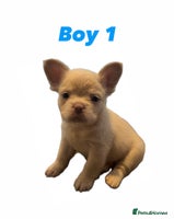French Bulldog dogs REDUCED! Fluffy French Bulldog Puppies - Advert 10