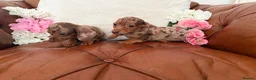 Miniature Dachshund dogs for sale: Beautiful Miniature Dachshund Dapples & Cream  - Advert 10