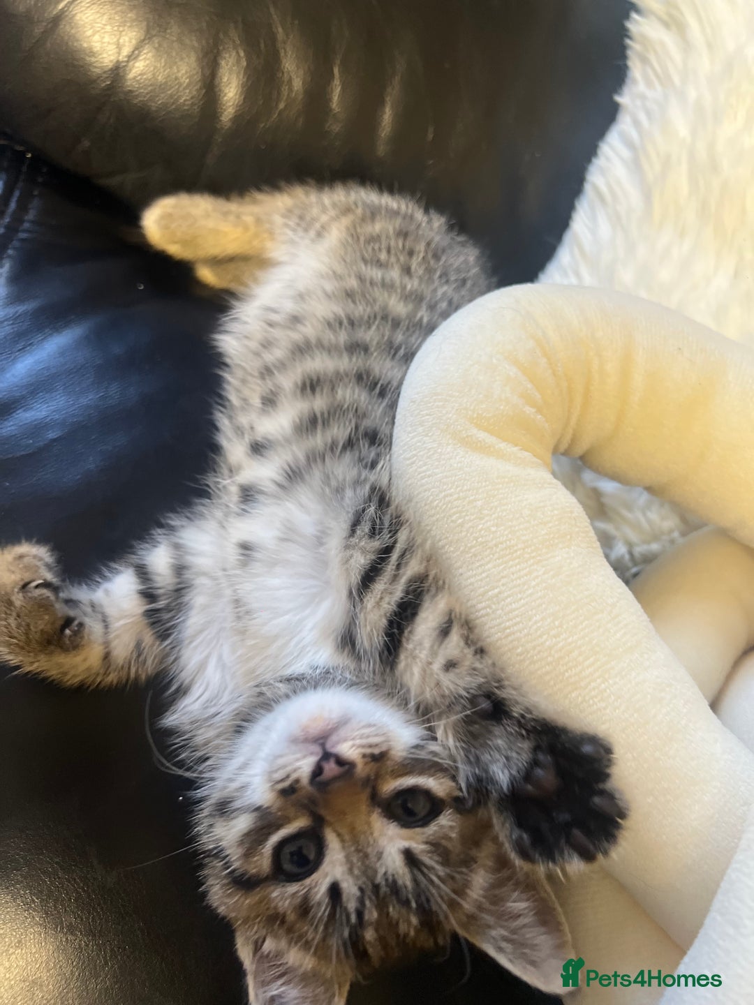 British Shorthair cats for sale: 4 Litter Trained Kittens for sale!  - Image 3