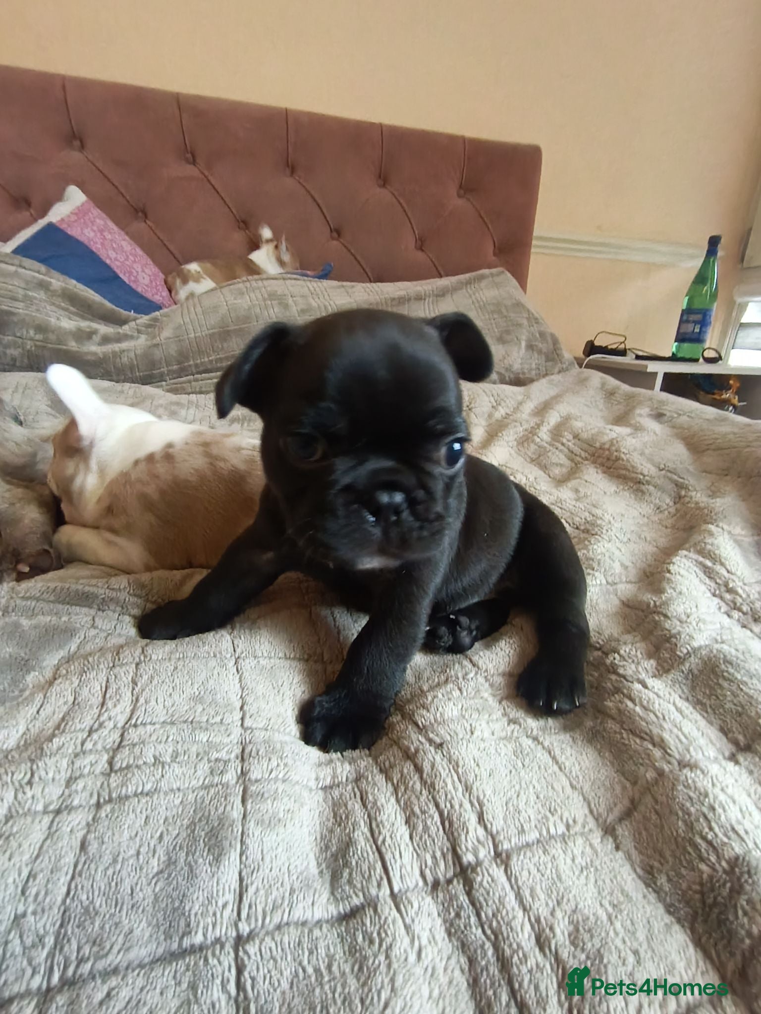 French Bulldog dogs Lovely French bulldogs for sale - Advert 2