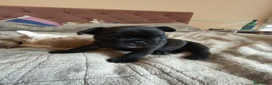 French Bulldog 1
