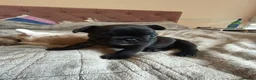 French Bulldog dogs for sale: Lovely French bulldogs for sale in Romford - Advert 2