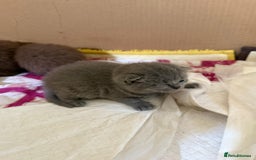 British Shorthair cats for sale: Pure British short hair kittens  - Image 6