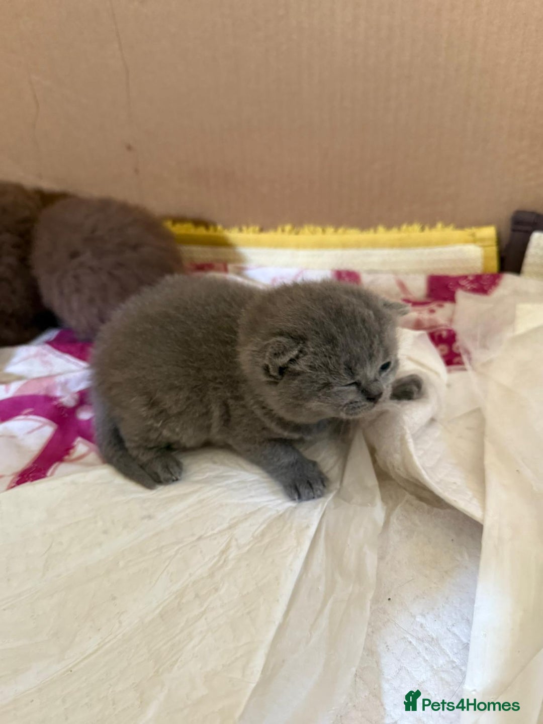British Shorthair cats for sale: Pure British short hair kittens  - Image 6