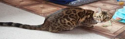 Bengal cats for sale: Superb Active Reg Bengal Girl - Advert 2