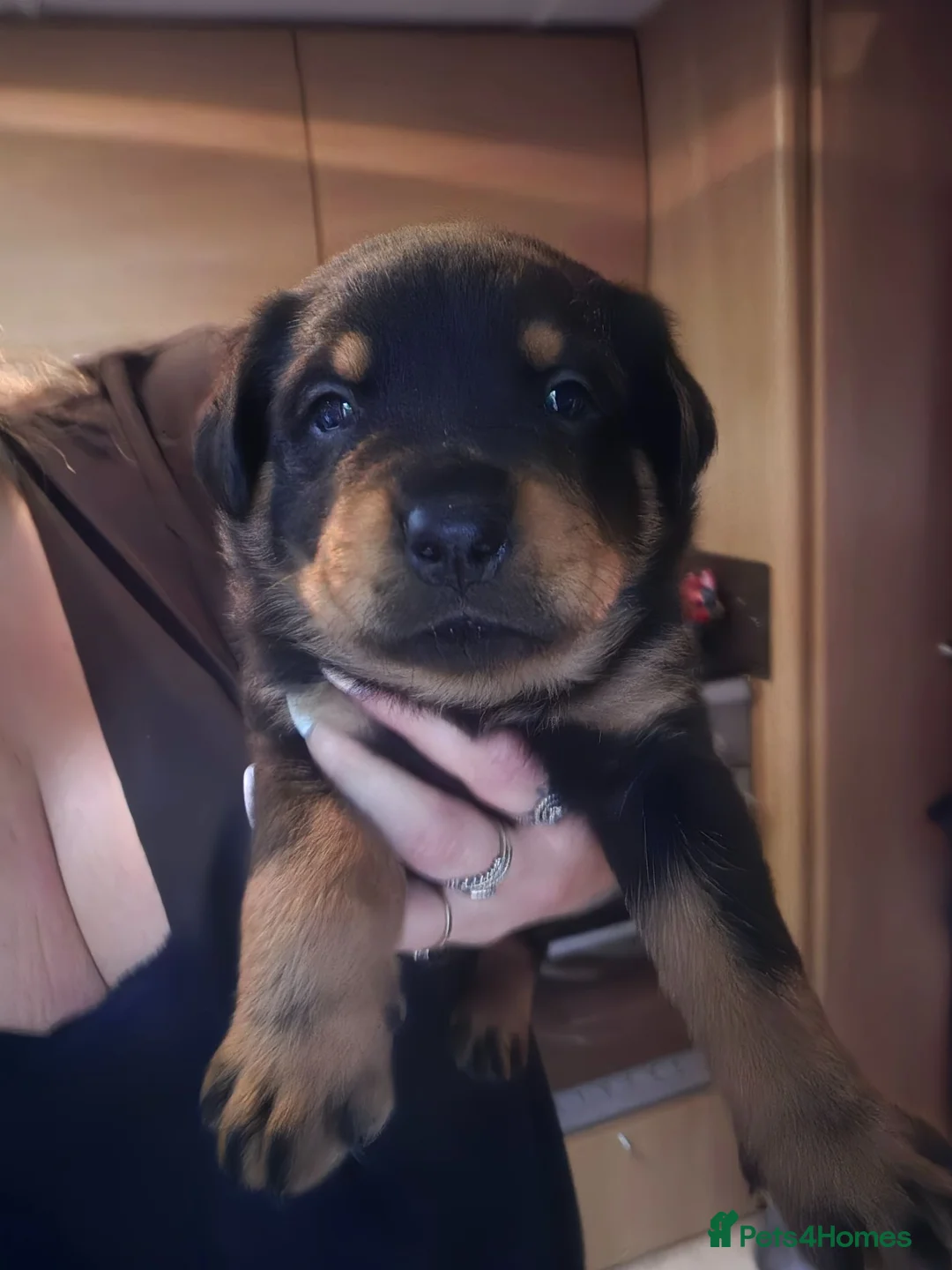 Rottweiler dogs for sale: Rottie pups 4 beautiful boys  - Advert 9