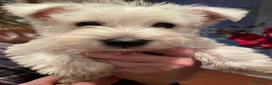 West Highland Terrier Puppy 2