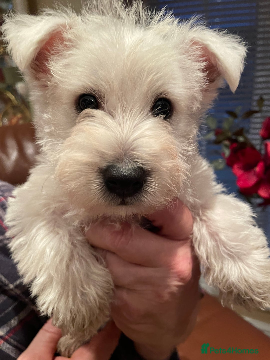 West Highland Terrier dogs for sale: West highland terrier  - Advert 18